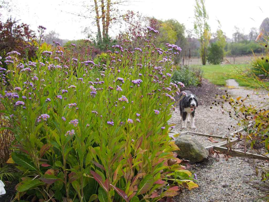 Aster tataricus 'Jindai' - Tatarian Aster 'Jindai' - Thumbnail 2
