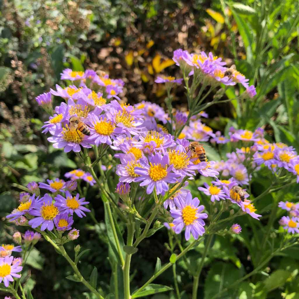 Aster tataricus 'Jindai' - Tatarian Aster 'Jindai' - Thumbnail 3