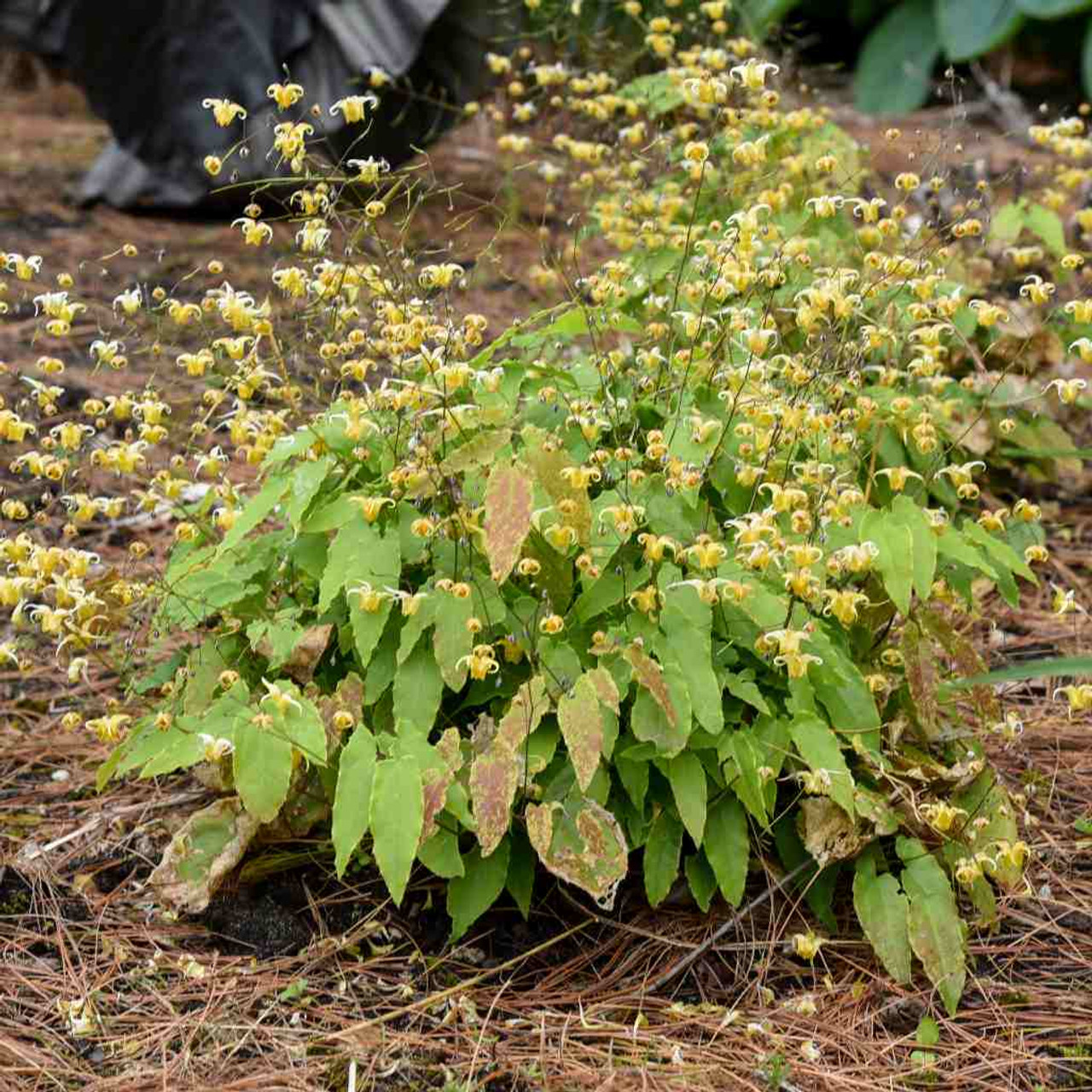Image of Barrenwort shade loving perennial