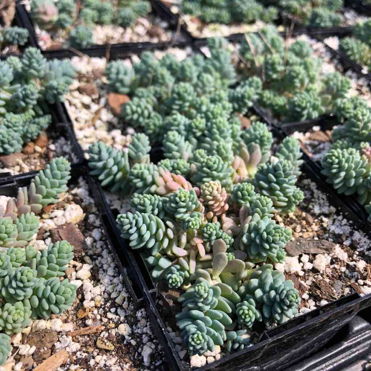 Stonecrop "Blue Tears" - small evergreen succulent for drained rock garden ©US Perennials