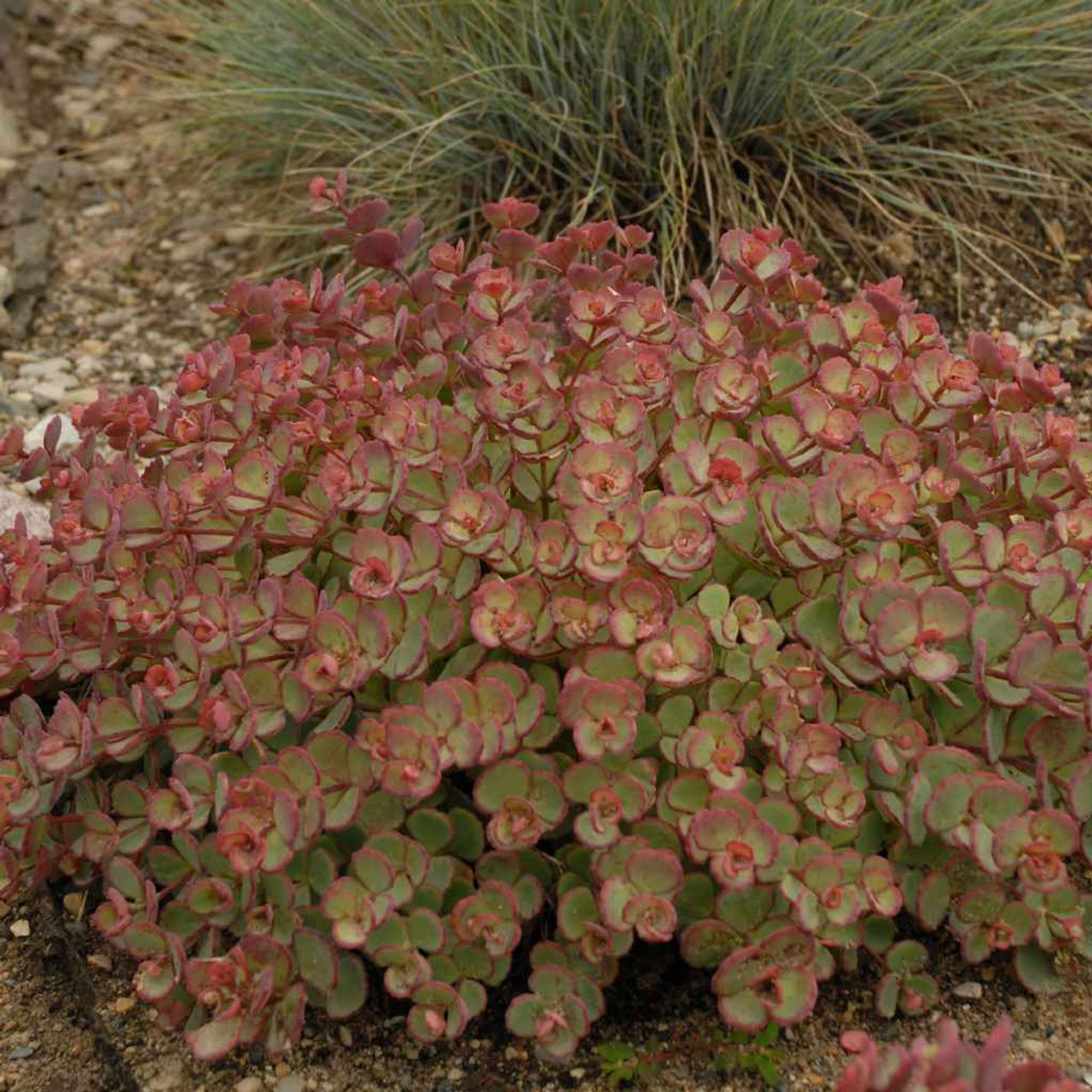 red sedum ground cover plants