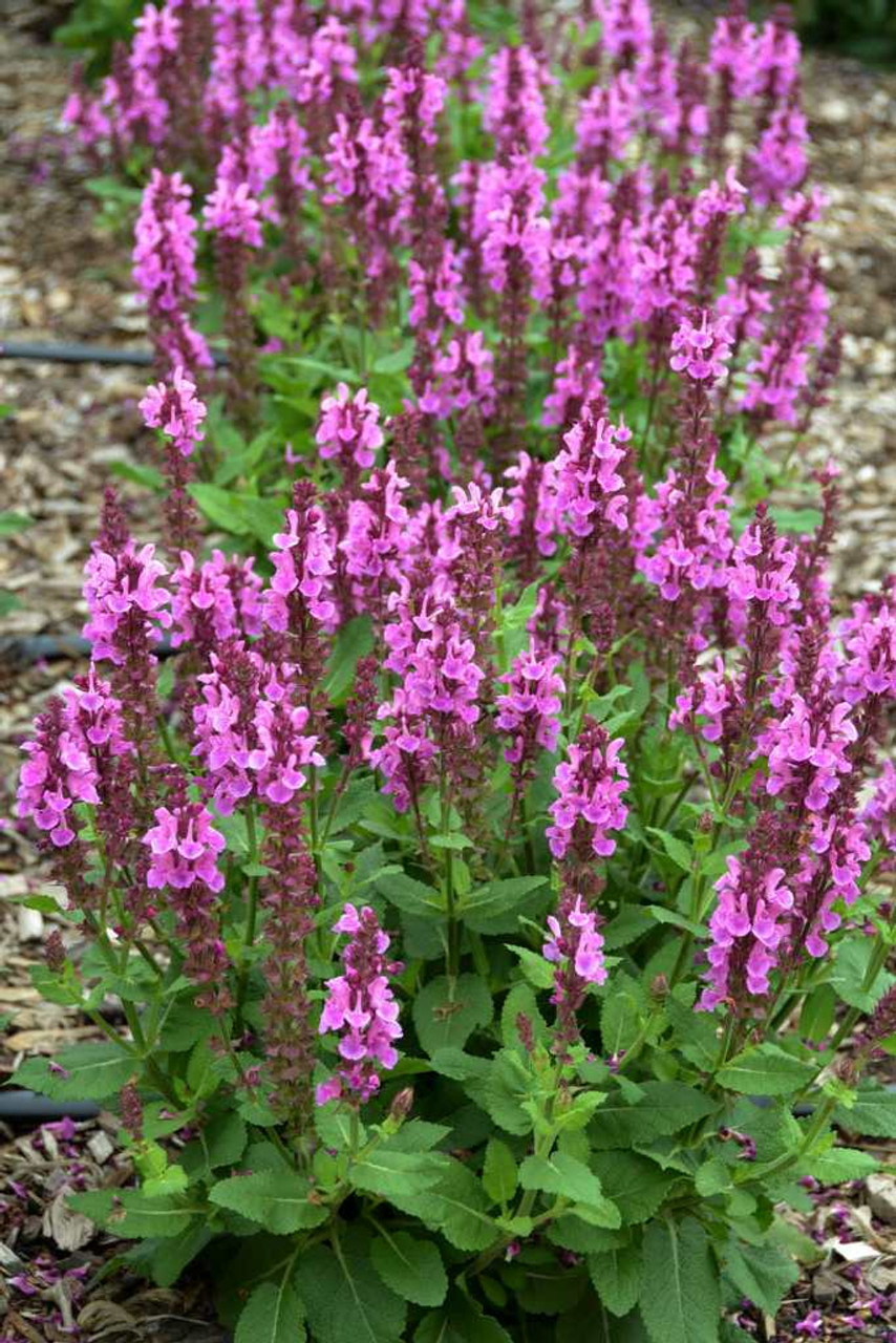Salvia 'Rose Marvel' - compact, large-flowered sage with long flowering season ©Ball Horticultural Co.