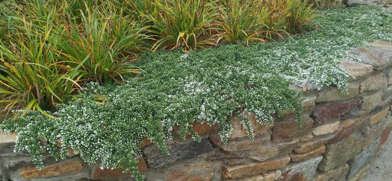 Heath Aster 'Snow Flurry' -  fall aster for edges, rock gardens, dry walls ©Herba Grata