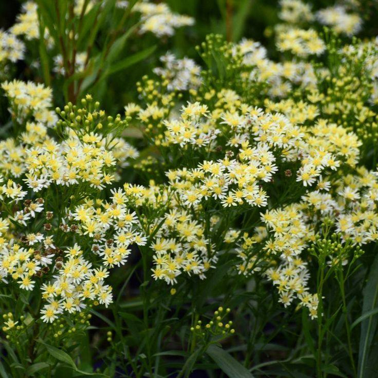 Solidago x 'Sweet Kisses' - adaptable perennial with very good pollinator support ©Brent Horvath