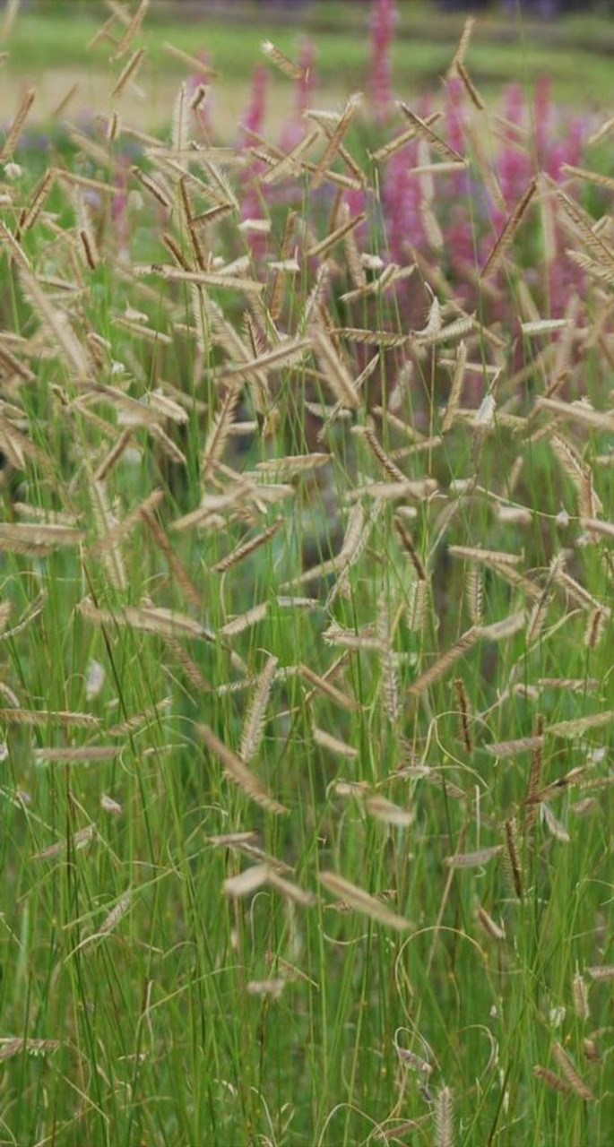 Boutolua 'Honeycomb' performs better in Midwestern conditions ©Intrinsic Perennial Gardens