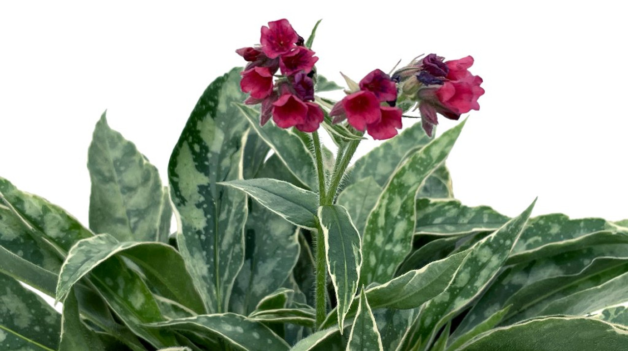 Pulmonaria 'Raspberry Frost' - perennial for half shade or shade garden ©Terra Nova Nurseries