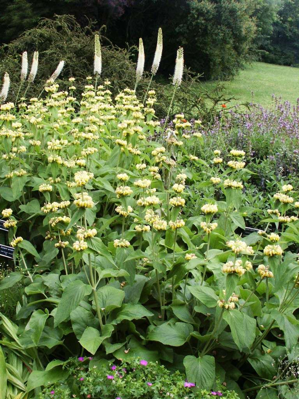 Jerusalem Sage - Phlomis russeliana - groundcovering perennial