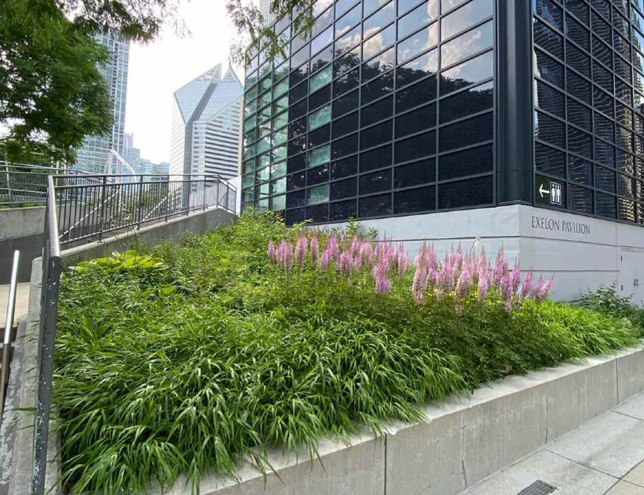 Hakonechloa macra - Hakone Grass as groundcover in Millenium Park in Chicago ©Austin Eischeid Garden Design