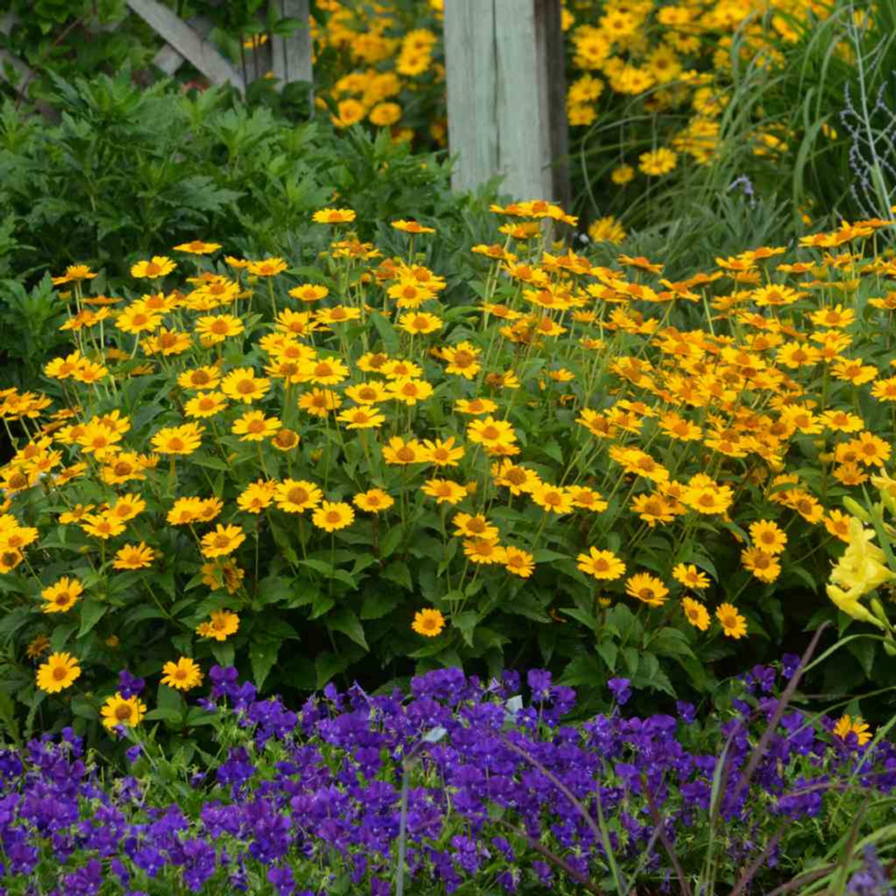 Heliopsis 'Tuscan Sun' - compact cultivar of native perennial suitable for smaller gardens © Walters Gardens