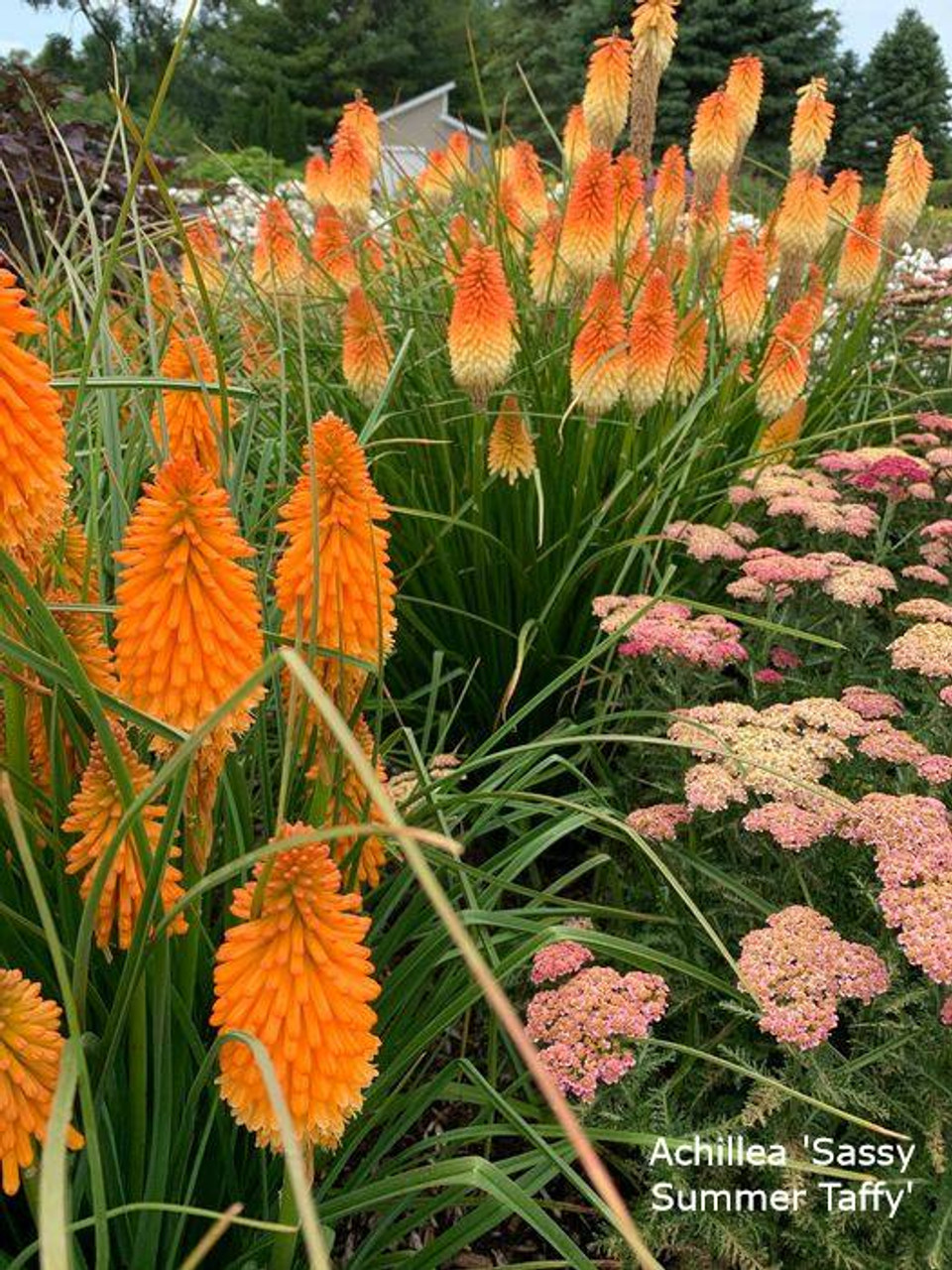 Achillea millefolium 'Sassy Summer Taffy' Yarrow from Wallish