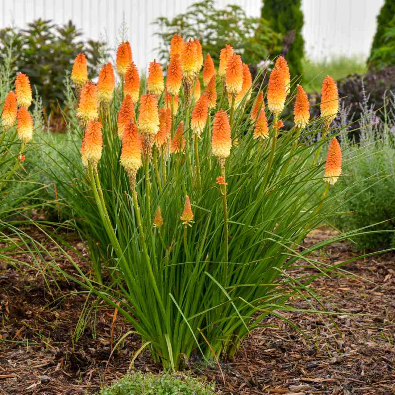 Red Hot Poker 'Hot and Cold' - exotic looking perennial for the sunny border ©Walters Gardens