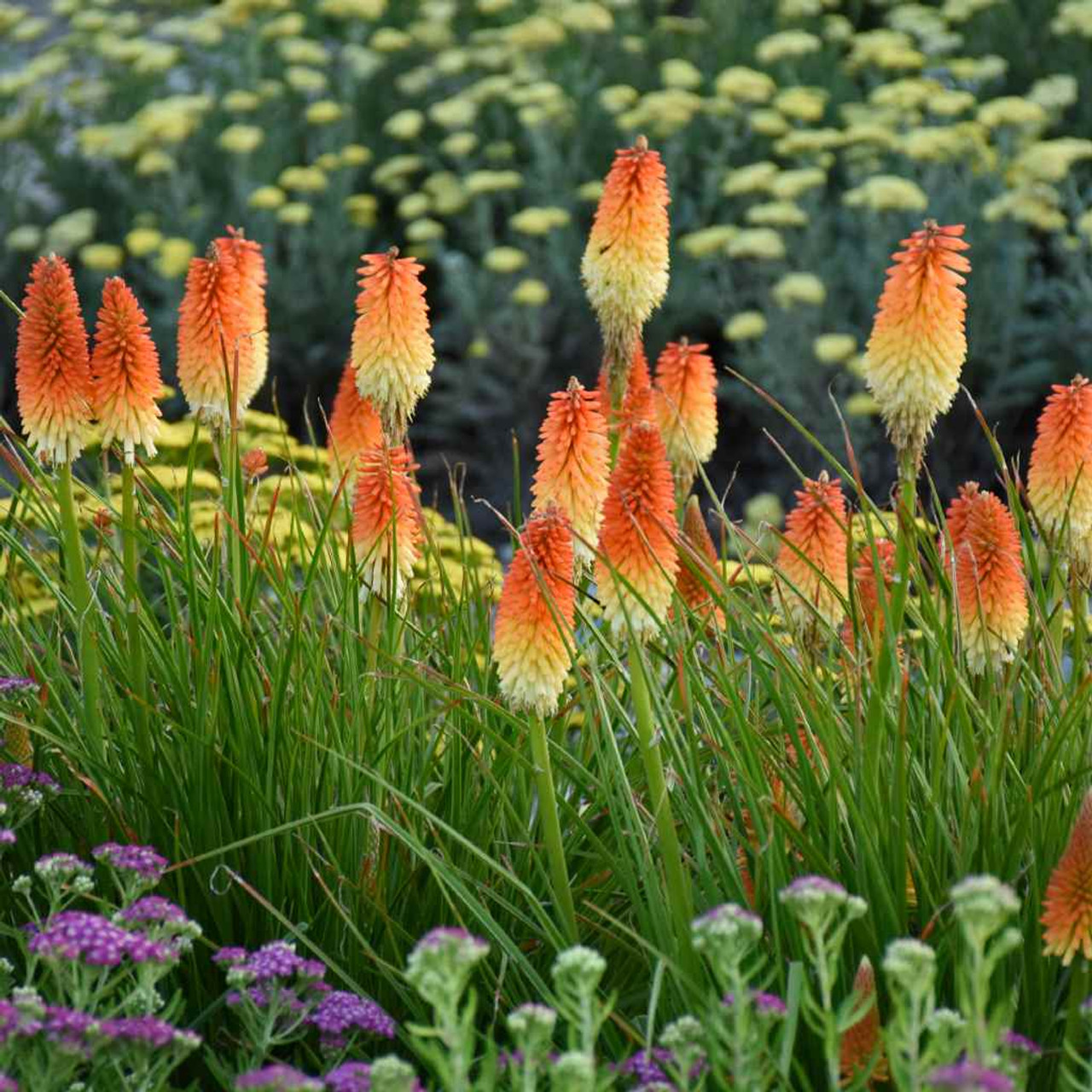 Kniphofia 'Hot and Cold' -  deer and rabbit resistant, zone 5b/6 hardy perennial for sun ©Walters Gardens