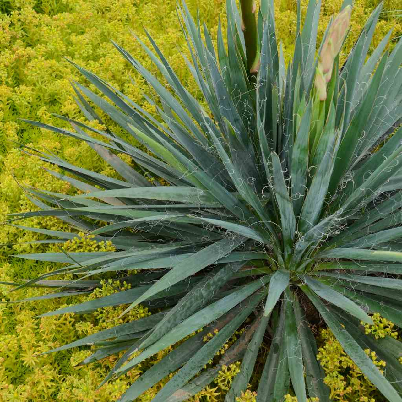 Yucca filamentosa 'Excalibur' - ADAM'S NEEDLE 'EXCALIBUR'