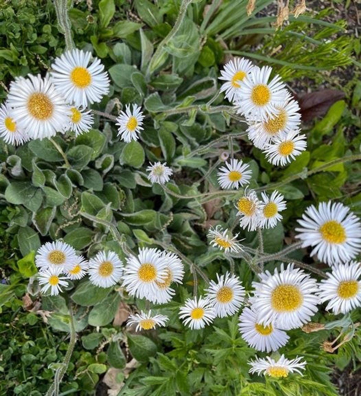 Erigeron pulchellus 'Lynnhaven Carpet' - adaptable ground covering perennial for the front of the flower bed or naturalization ⒸKelly Norris