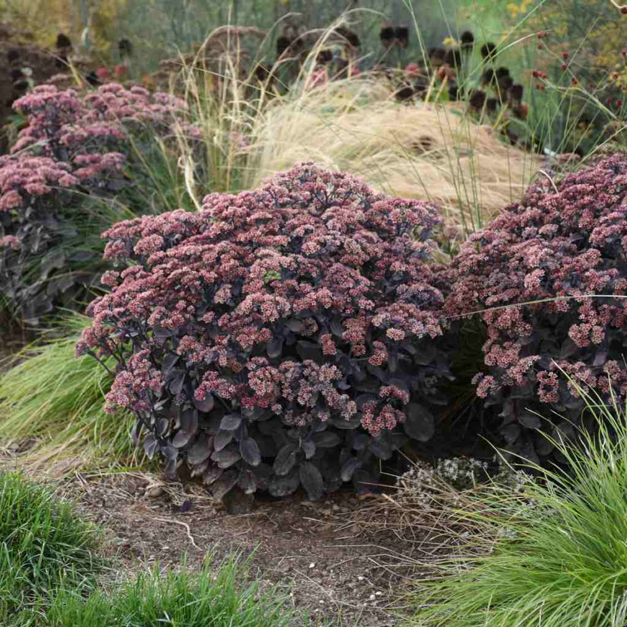 Sedum 'Back in Black' - pollinator friendly perennial with late summer blooms ©Walters Gardens