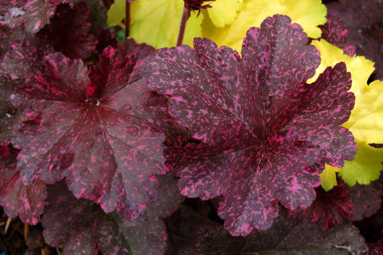 Heuchera 'Midnight Rose' - half shade perennial with unique foliage ©Terra Nova Nurseries