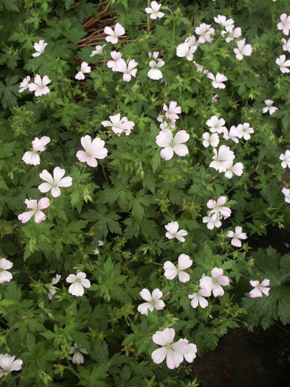 Geranium x oxonianum 'Rebecca Moss' - good groundcover and filler for sunny bed ⒸUS Perennials