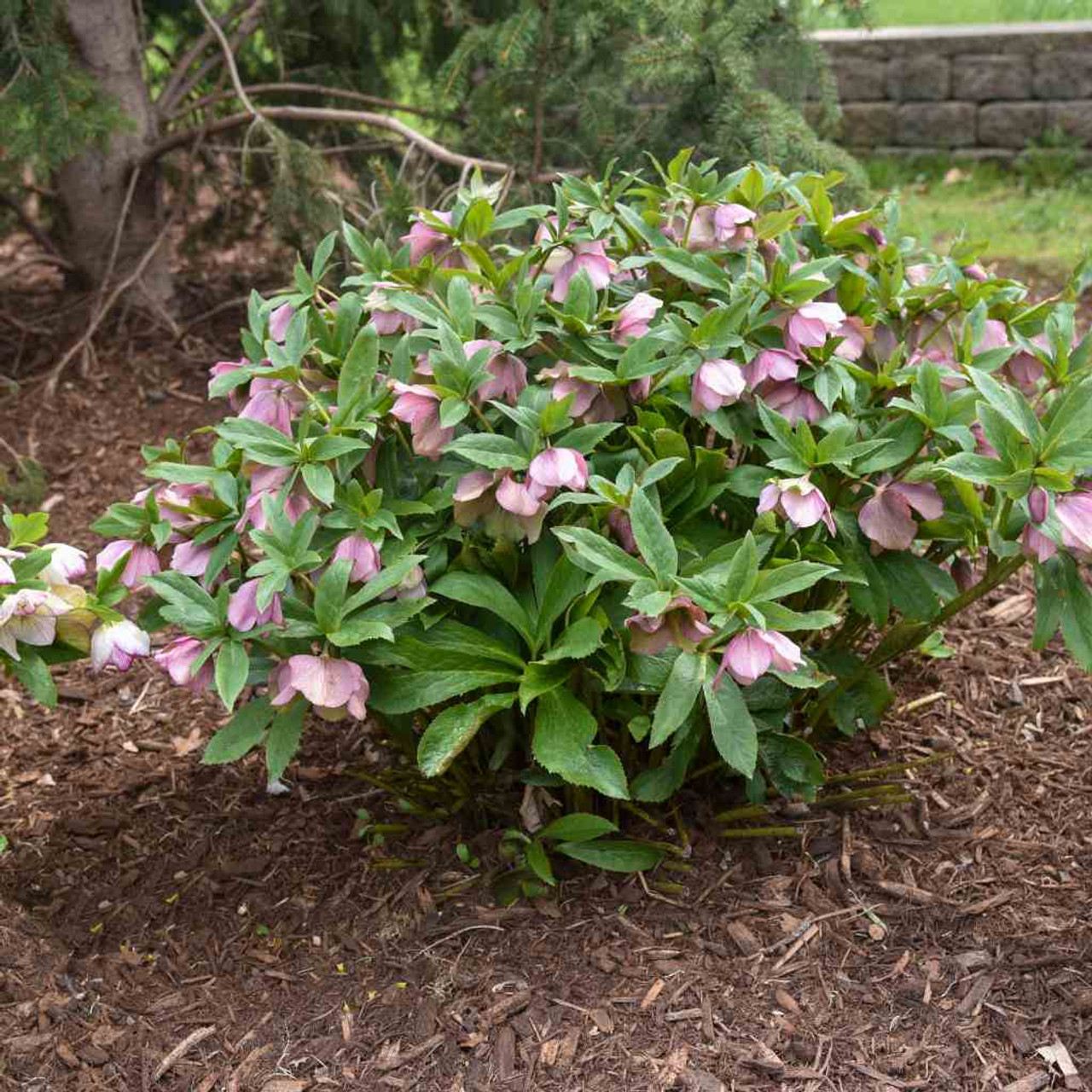 Helleborus 'Paris in Pink' - deer and rabbit resistant perennial for half shade or shade ⒸWalters Gardens