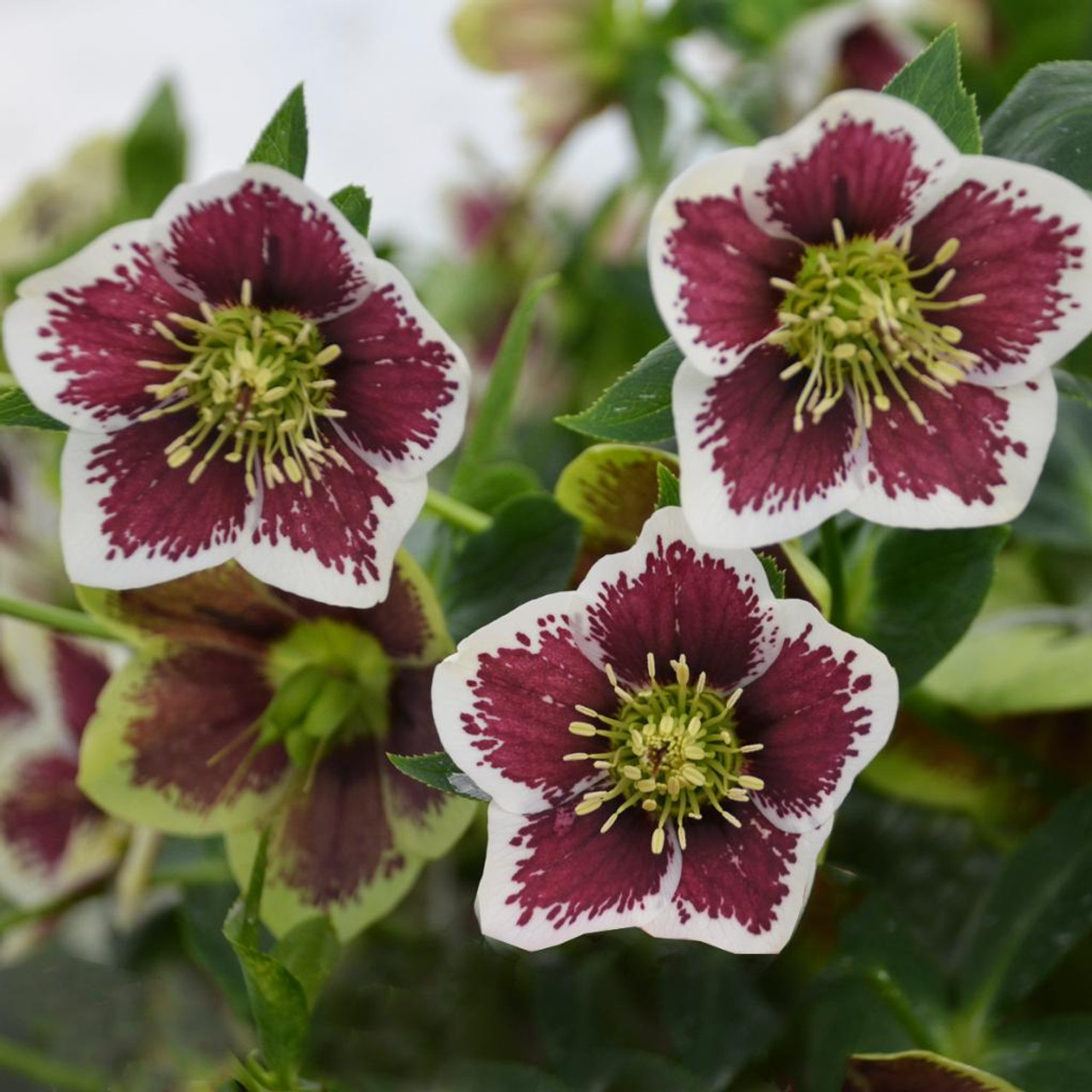 Helleborus 'Romantic Gateway'  - tough, long-lived and groundcovering perennial for half shade or shade ⒸWalters Gardens