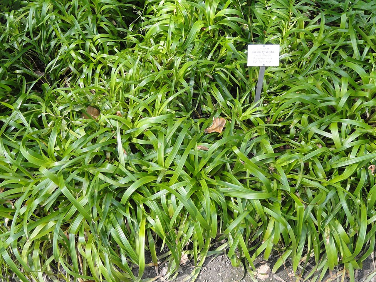 Luzula sylvatica - groundcovering evergreen grass, good hosta companion ©Daderot, Nova