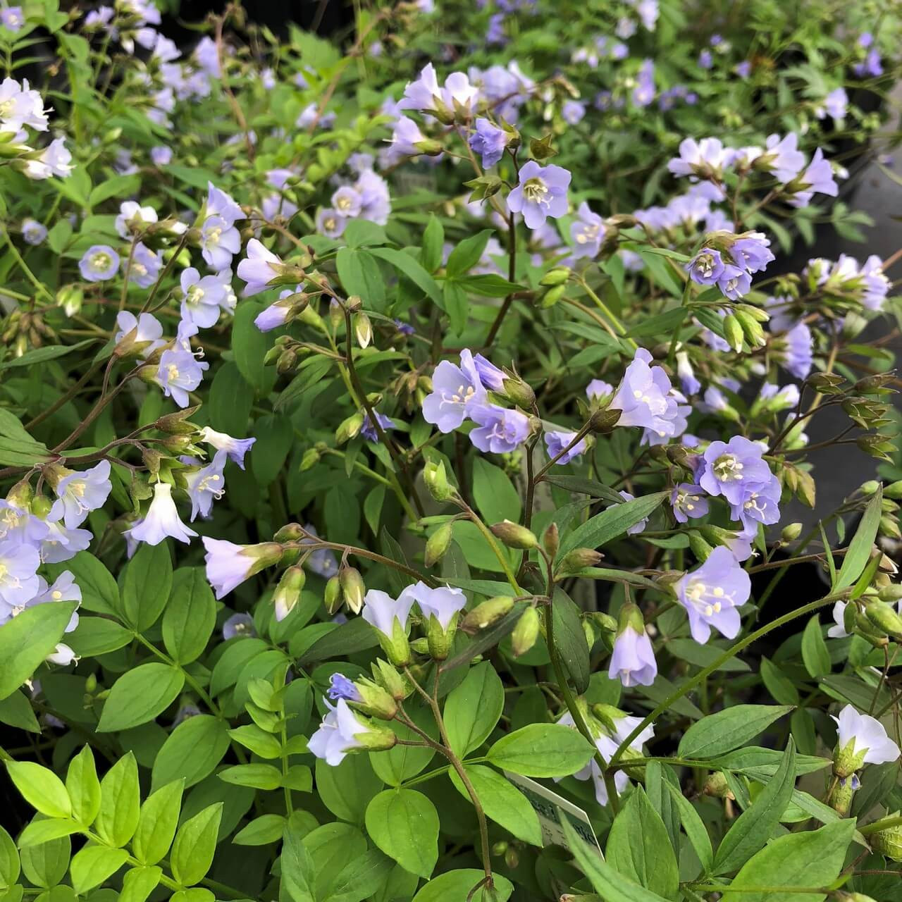 Jacob's Ladder - Polemonium reptans - superb native groundcover perennial