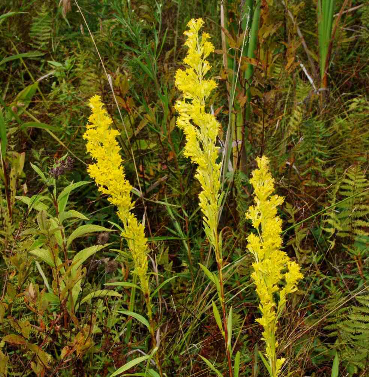 Bog Goldenrod - narrow and upright late blooming perennial ©Kristl Walek