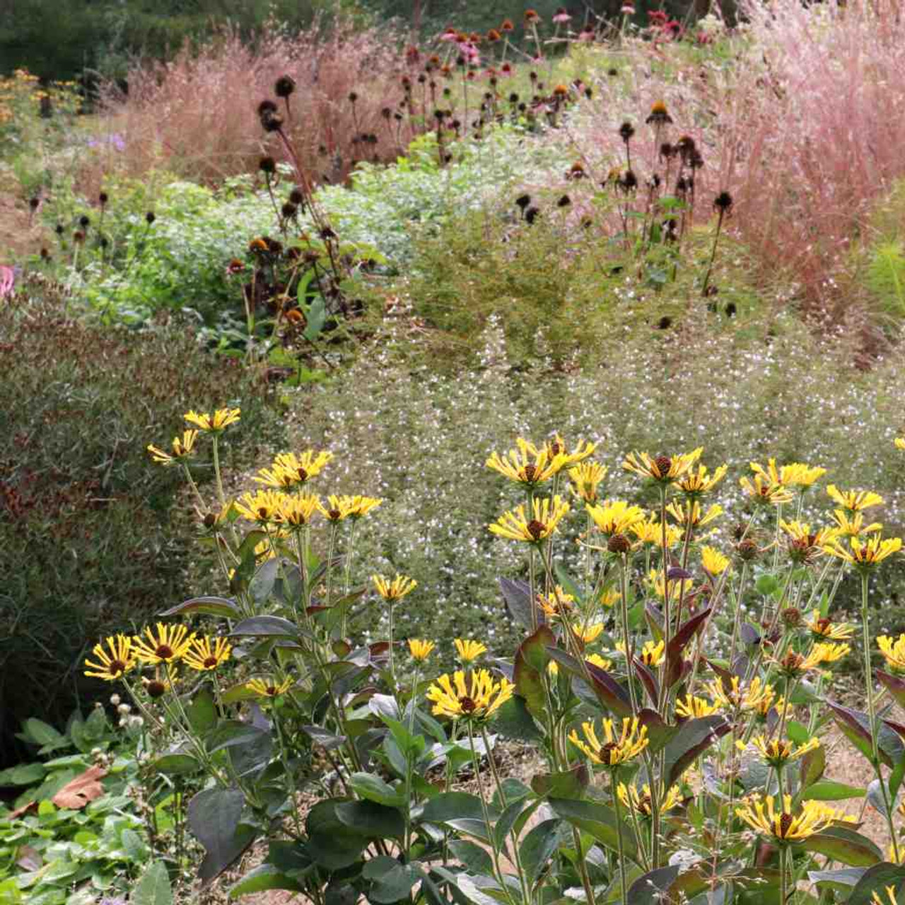 Sweet Coneflower - Rudbeckia 'Little Henry' in naturalistic garden designed by Andrew Marrs Garden Design ©US Perennials