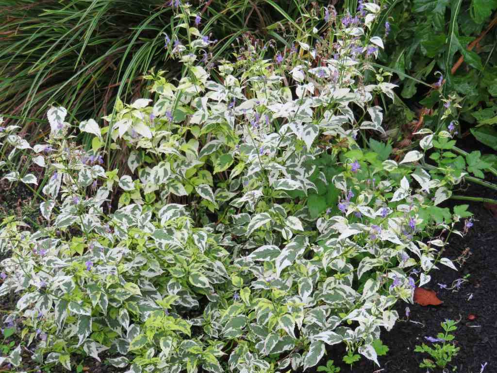 Caryopteris divaricata 'Snow Fairy'