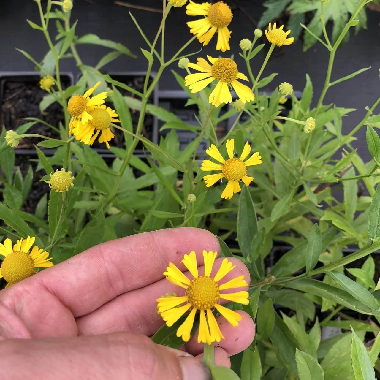 Common sneezeweed - Helenium autumnale