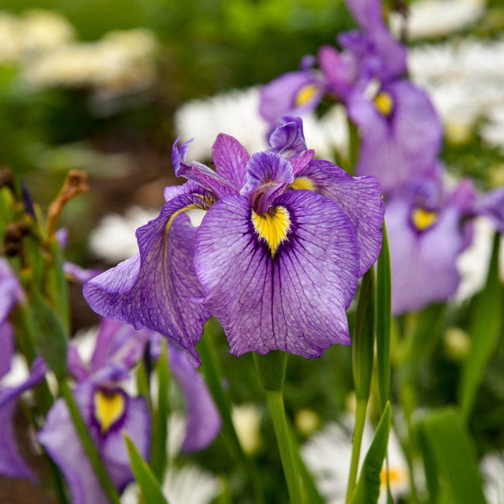Iris hybrid 'Shiryukyo' - Pseudata Iris 'Shiryukyo' - Iris