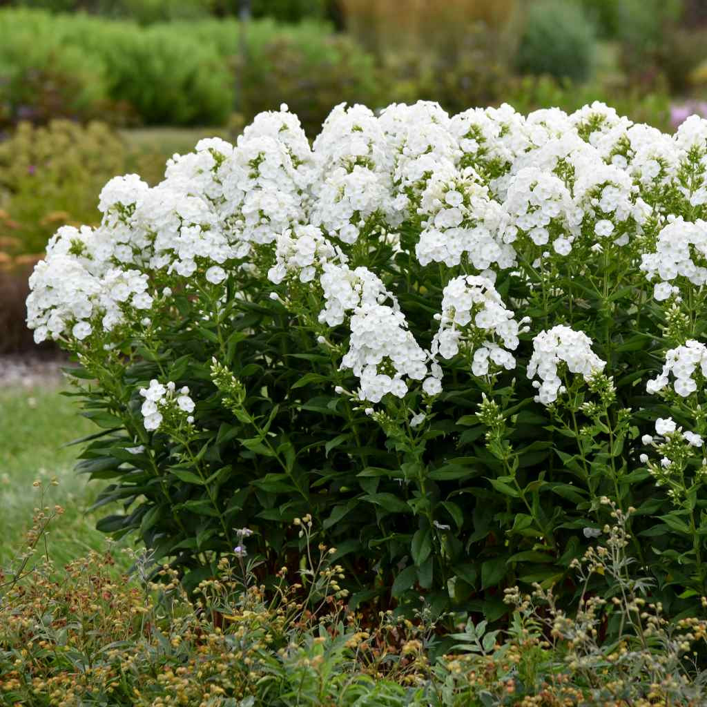 石木文　White Garden Garden phlox 'Backlight' - Phlox paniculata 'Backlight'