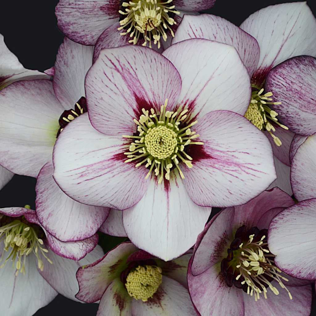 Hellebore 'French Kiss' - Helleborus Honeymoon 'French Kiss'