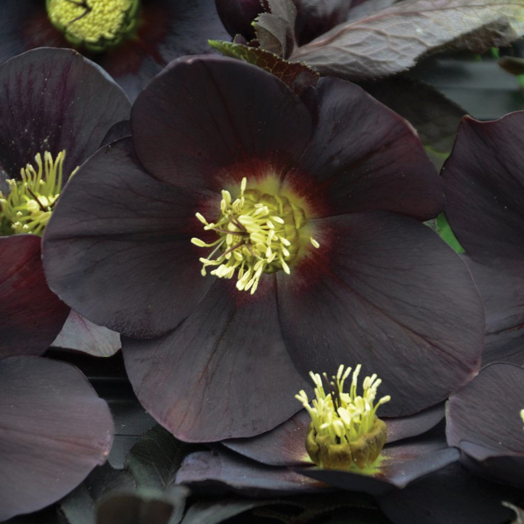 Proven Winners Honeymoon Lenten Rose