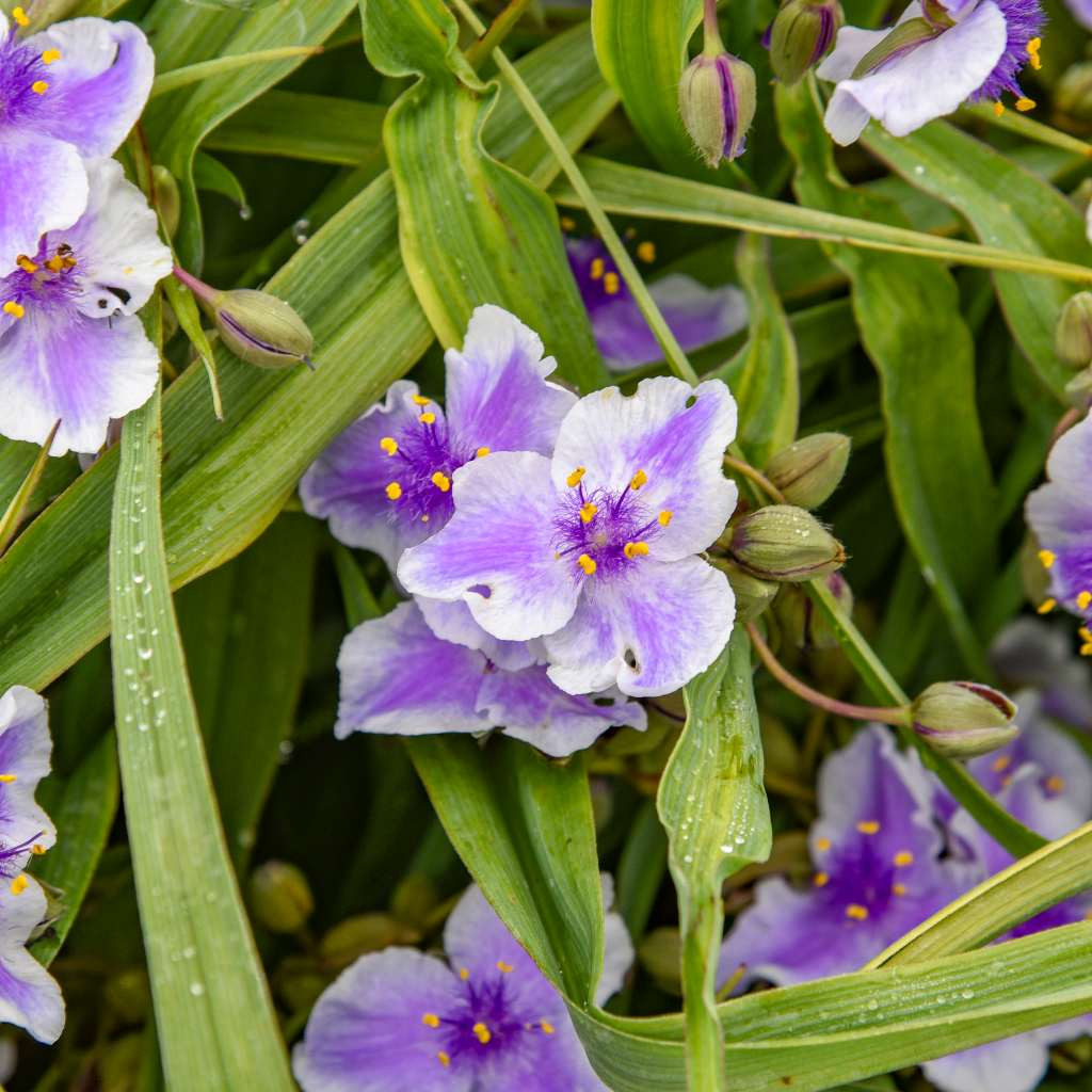k*n様 セボンスター♡フラワーワゴンの紫 Spiderwort 'Webmaster' - Tradescantia x 'Webmaster'