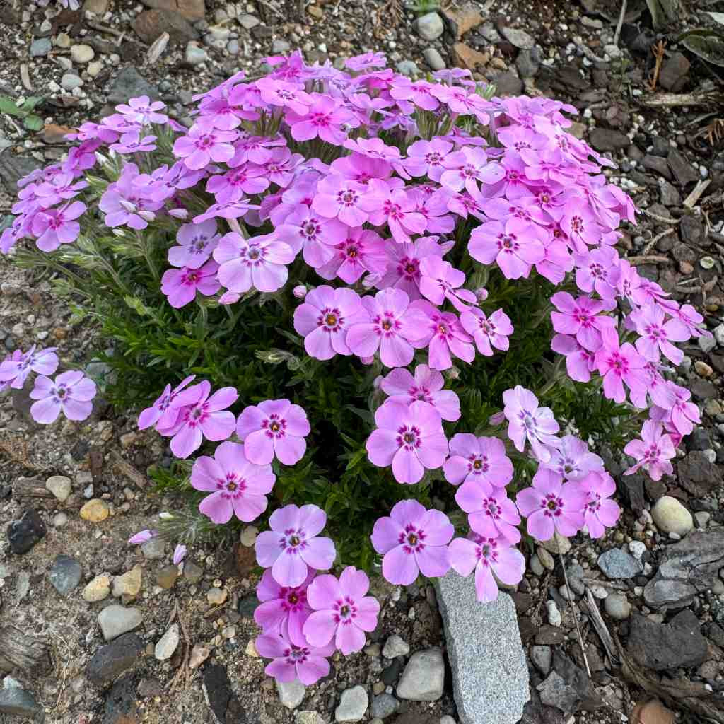 バイオプロクトン Douglas Phlox 'Vivid' - Columbia Phlox 'Vivid' - Tufted Phlox
