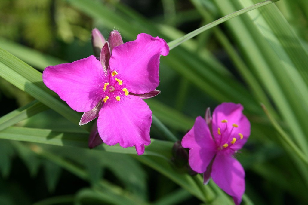 Spiderwort 'Red Grape' - Tradescantia x andersoniana 'Red Grape'