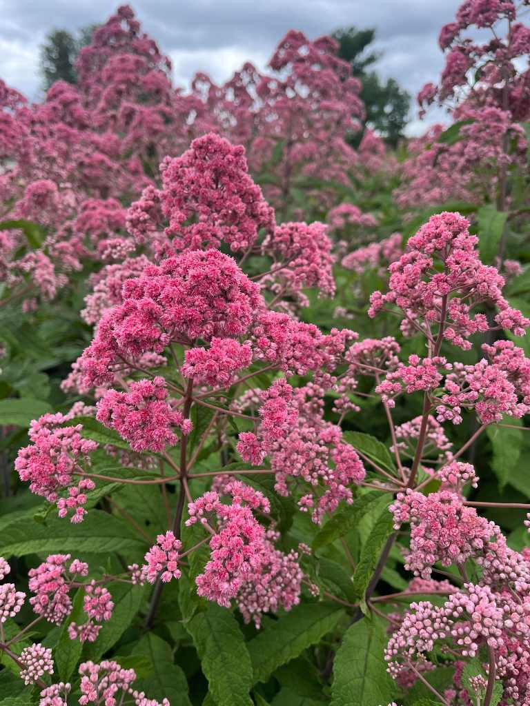 Eupatorium fistulosum 'JoJo' (Eutrochium) - HOLLOW JOE PYE WEED 'JOJO'