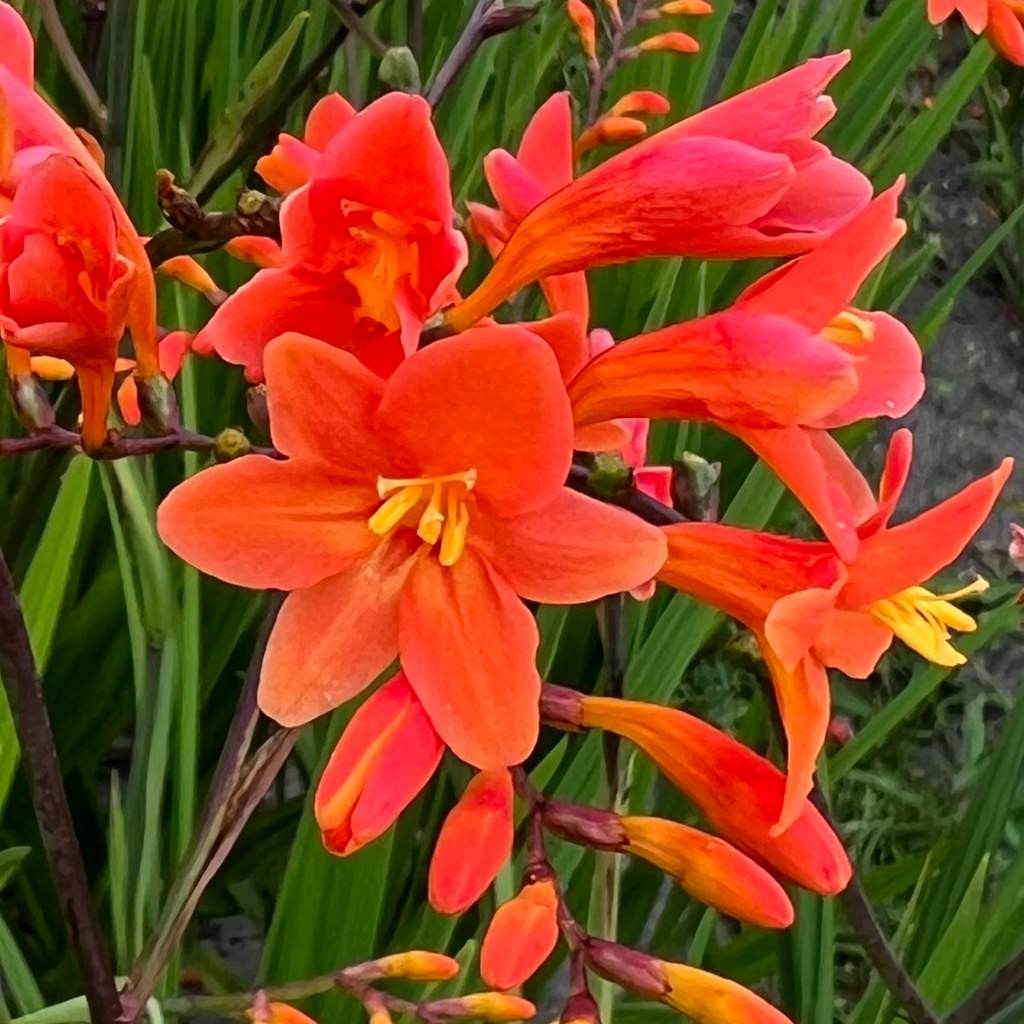 Montbretia 'Peach Melba' - Crocosmia 'Peach Melba'