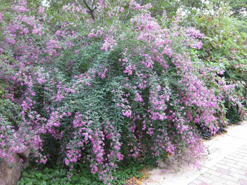 Pink Bush Clover 'Gibraltar' - Lespedeza thunbergii 'Gibraltar'