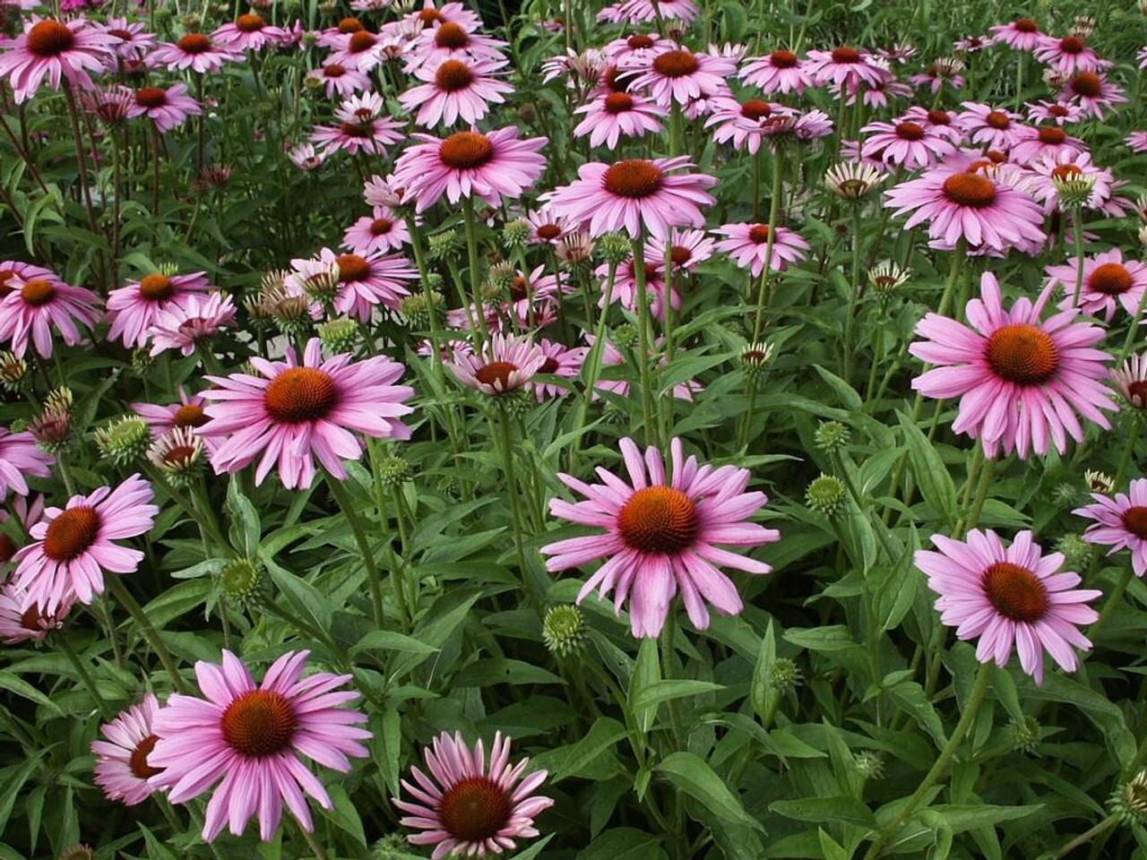 Echinacea purpurea Rubystar - bee and butterfly perennial No 1