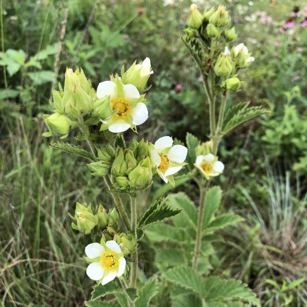 Prairie Cinquefoil - Potentilla arguta (Drymocallis arguta)