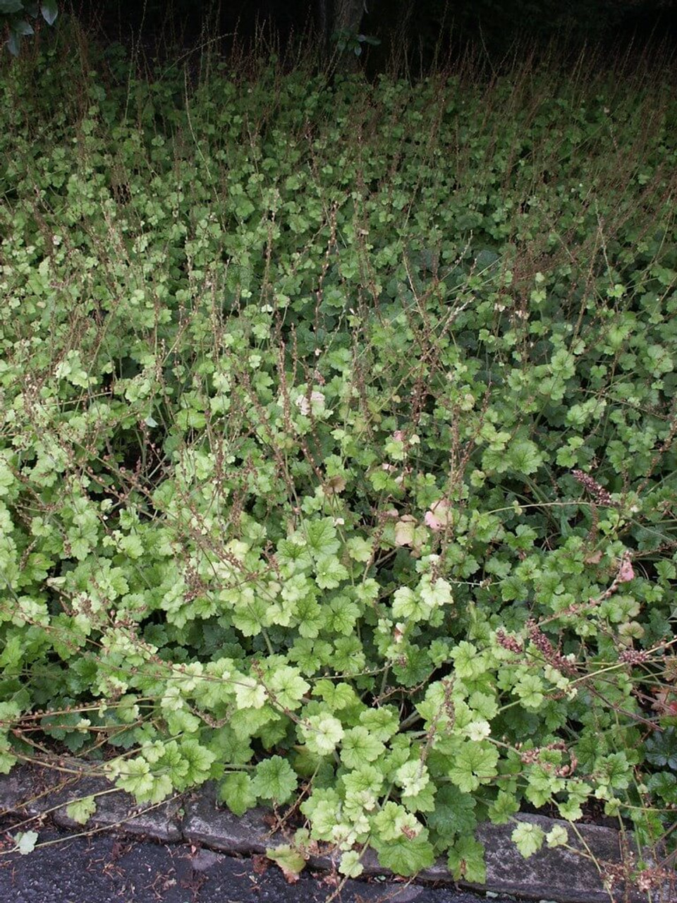 Tellima grandiflora - Fragrant Fringed Cup - excellent perennial groundcover for dry shade