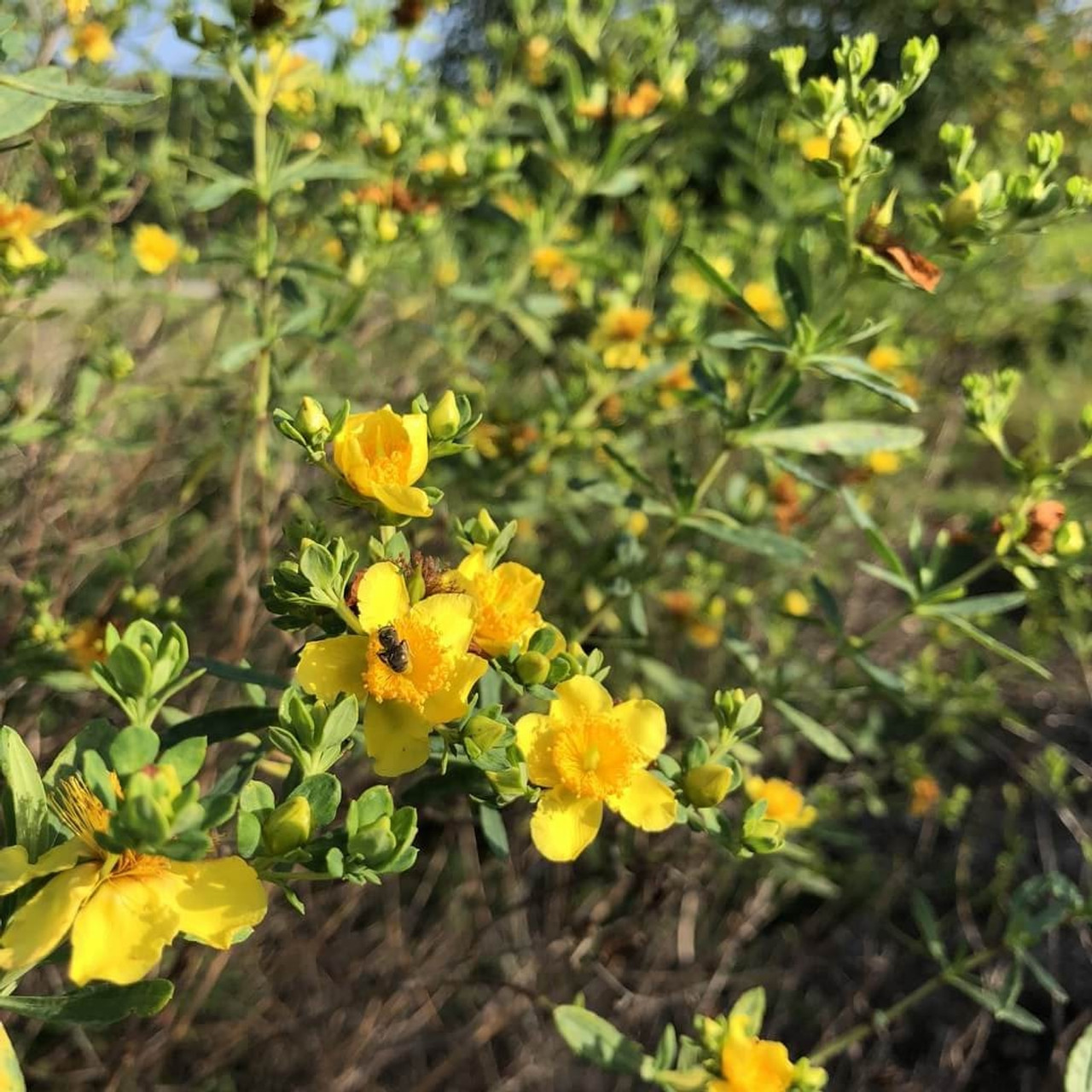 Image of St. John's wort and salvia companion planting