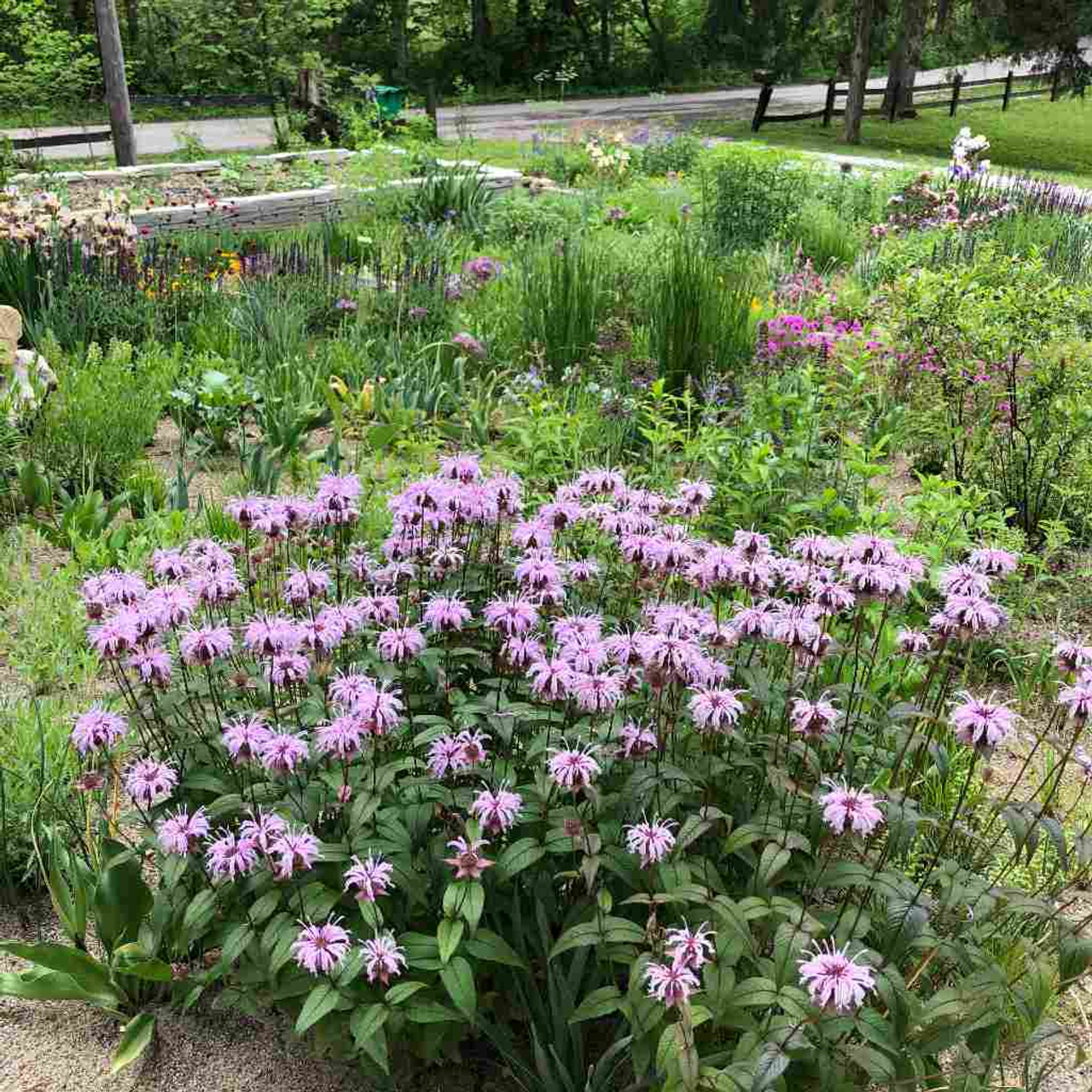 Eastern Beebalm - Monarda bradburiana - naturally short and early flowering in mid May ©US Perennials