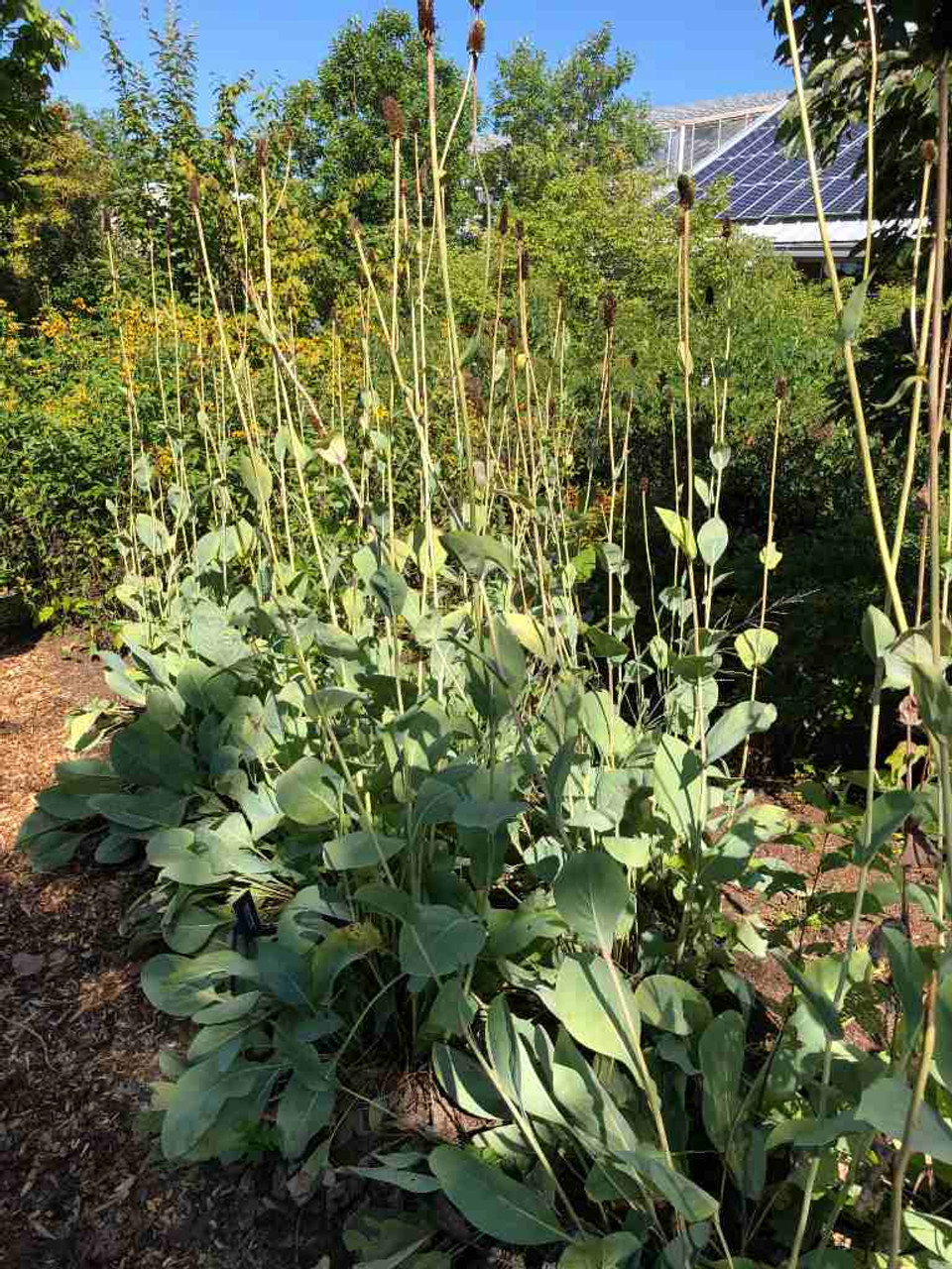 Large Coneflower - Rudbeckia maxima is long living perennial with highly ornamental steel blue-gray leaves