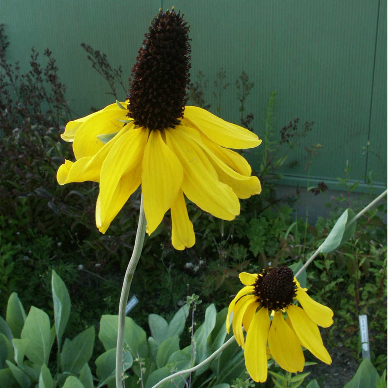 Rudbeckia maxima  - Large Coneflower - is robust and structural perennial