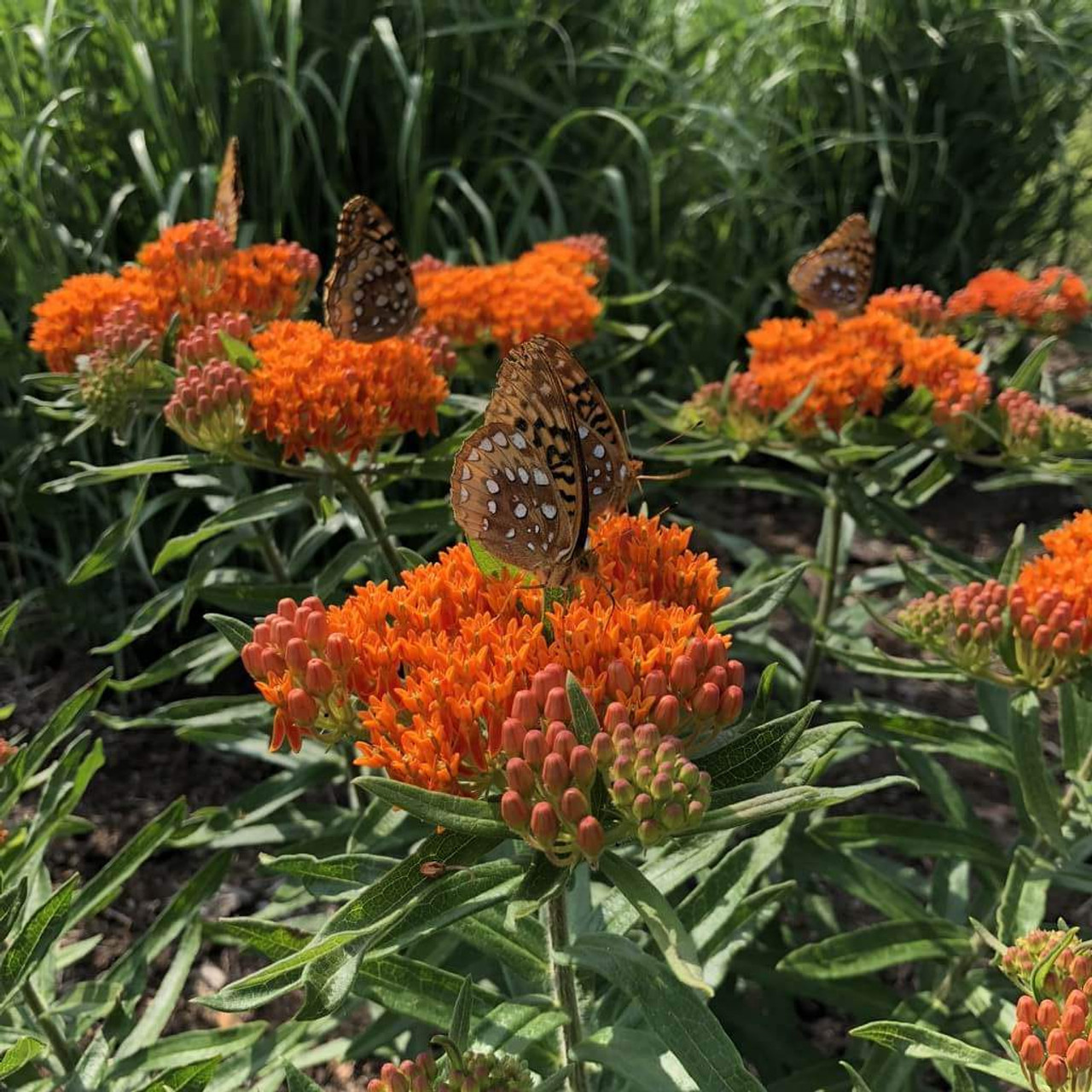 Butterfly Milkweed - Asclepias tuberosa - perennials for monarchs and butterflies
