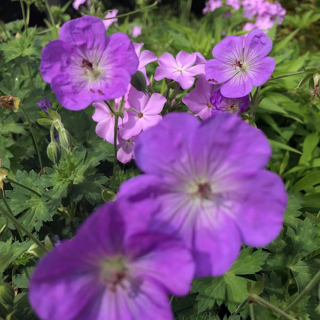 Hardy Geranium 'Azure Rush' - Geranium x 'Azure Rush'
