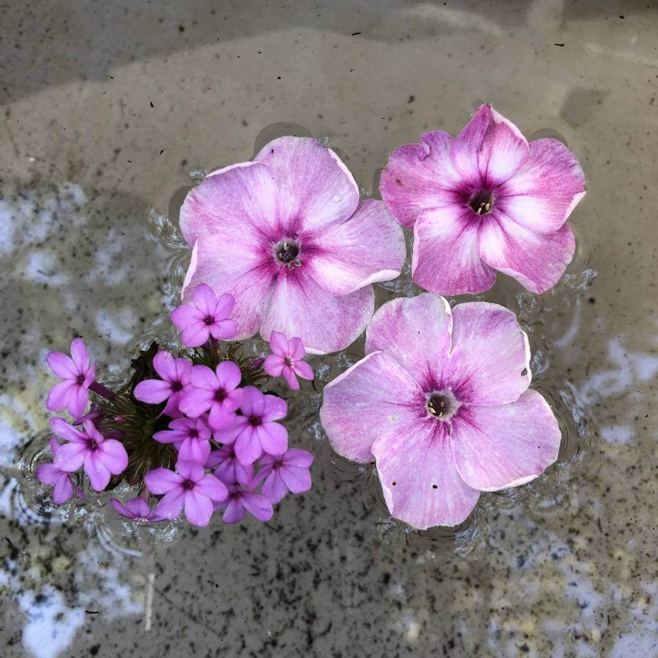 Tall Phlox 'Jeana' - Phlox paniculata 'Jeana'  - small flowering perennial in comparison with large flowering tall phlox 'Hercules'