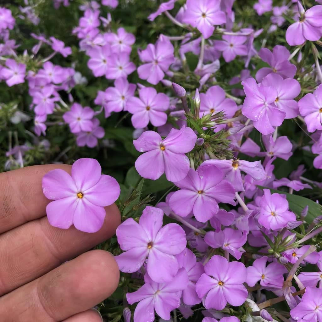 Early phlox Earlibeauty 'Rose Bouquet' - Phlox x hybrida 'Rose